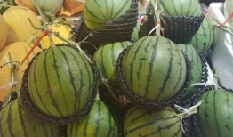 代古拉免费吃瓜,揭秘网红美食背后的秘密