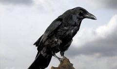 中山乌鸦哥爆料新闻视频,揭秘新闻背后真相