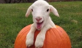 最新吃瓜爆料小羊图片大全,小羊图片大全大揭秘！